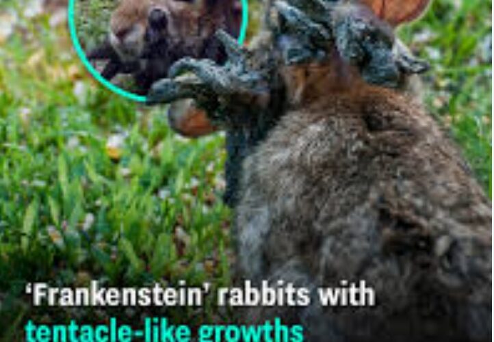 Rabbit with horn-like growths caused by rabbit papillomavirus, often called tentacle rabbits or Colorado rabbits with tentacles